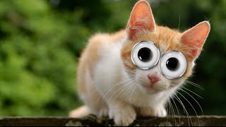 Cat with Googly Eyes! Moho (Anime Studio) Pro