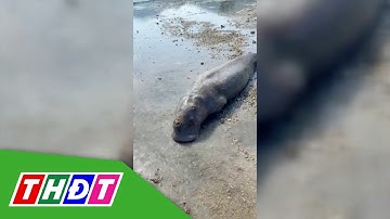 Phát hiện cá thể Dugong mắc cạn trên bãi biển Côn Đảo | THDT