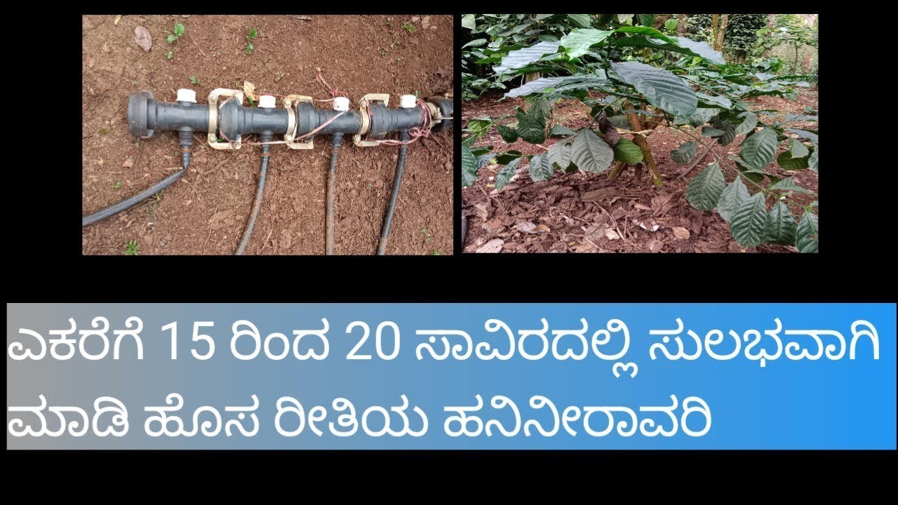 Drip Method DRIP IRRIGATION IN EASY METHOD FOR COFFEE AND PEPPER PLANTS - YouTube