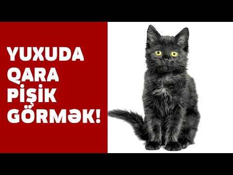 Video: Qara Ayaqlı Pişik: Həyat Tərzi Və Yaşayış Yeri, Fərqli Xüsusiyyətləri, əsirlikdə Qalma