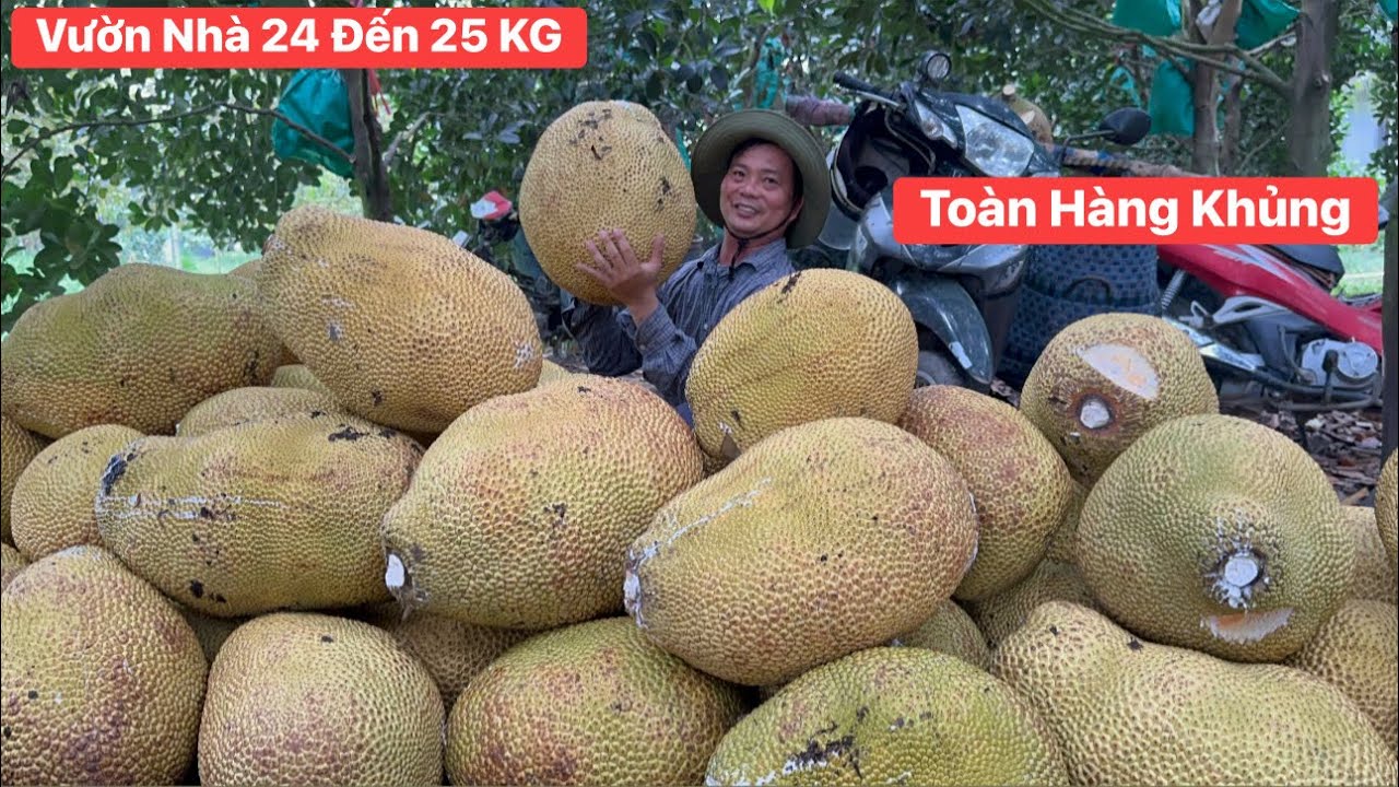 Cắt Mít Ruột Đỏ vườn nhà sau Tết.! 