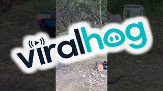 Campers Close Encounter With A Venomous Snake Viralhog
