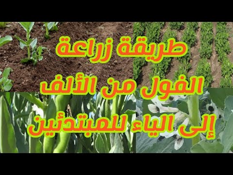 طريقة زراعة الفول من الألف إلى الياء للمبتدئين طريقة ناجحة