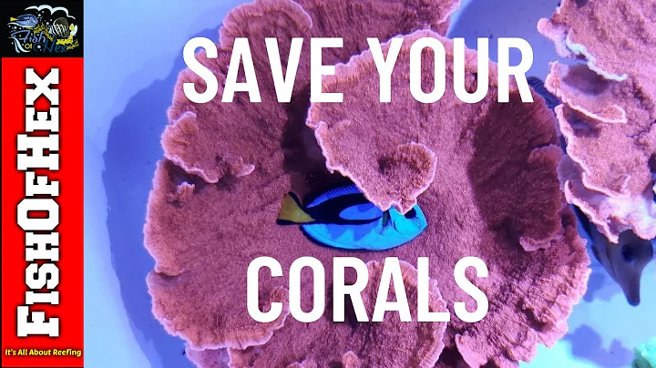 Low Nitrates & Phosphates With Algae Should I Dose? | Pale Corals