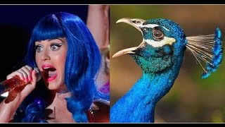 Famous 33 Animals that look like celebrities Profile