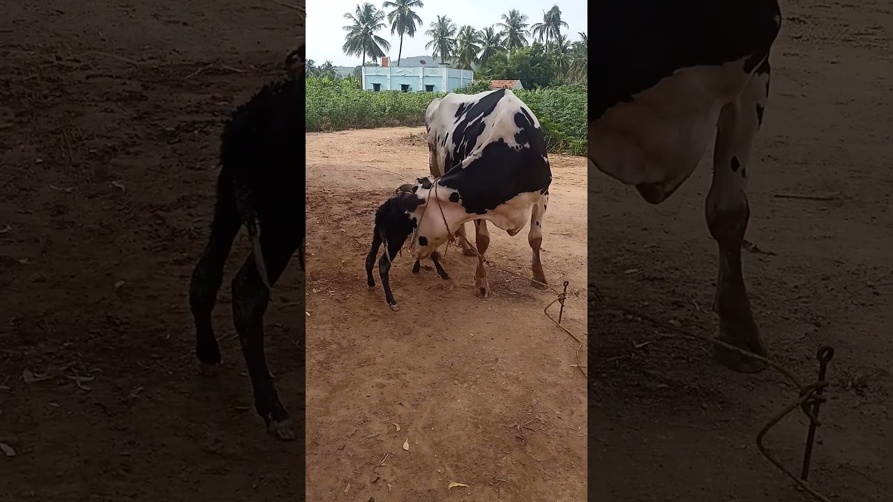 "Gomatha  the silent Amma who nourishes with love, expecting nothing in return."