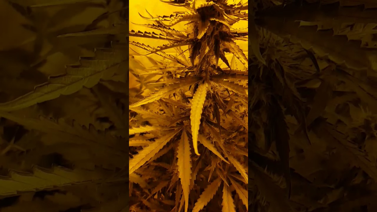 Think differently. Think different. Dutch passion.+critical all auto.😊