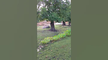 امونة اميمة ميسا ام اسراء جيجيى صهيب ايهاب رنيا نهاد حفضكم الله لي يا خيرة اولاد اصول تربية رجال 
