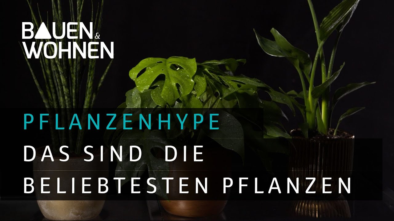 Pflanzenhype - das sind die beliebtesten Zimmerpflanzen I BAUEN & WOHNEN