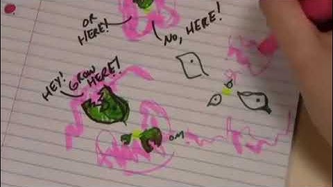 数学でいたずら書き: ラセン フィボナッチ 植物であること 3/Doodling in Math: Spirals, Fibonacci, and Being a Plant [3 of 3]