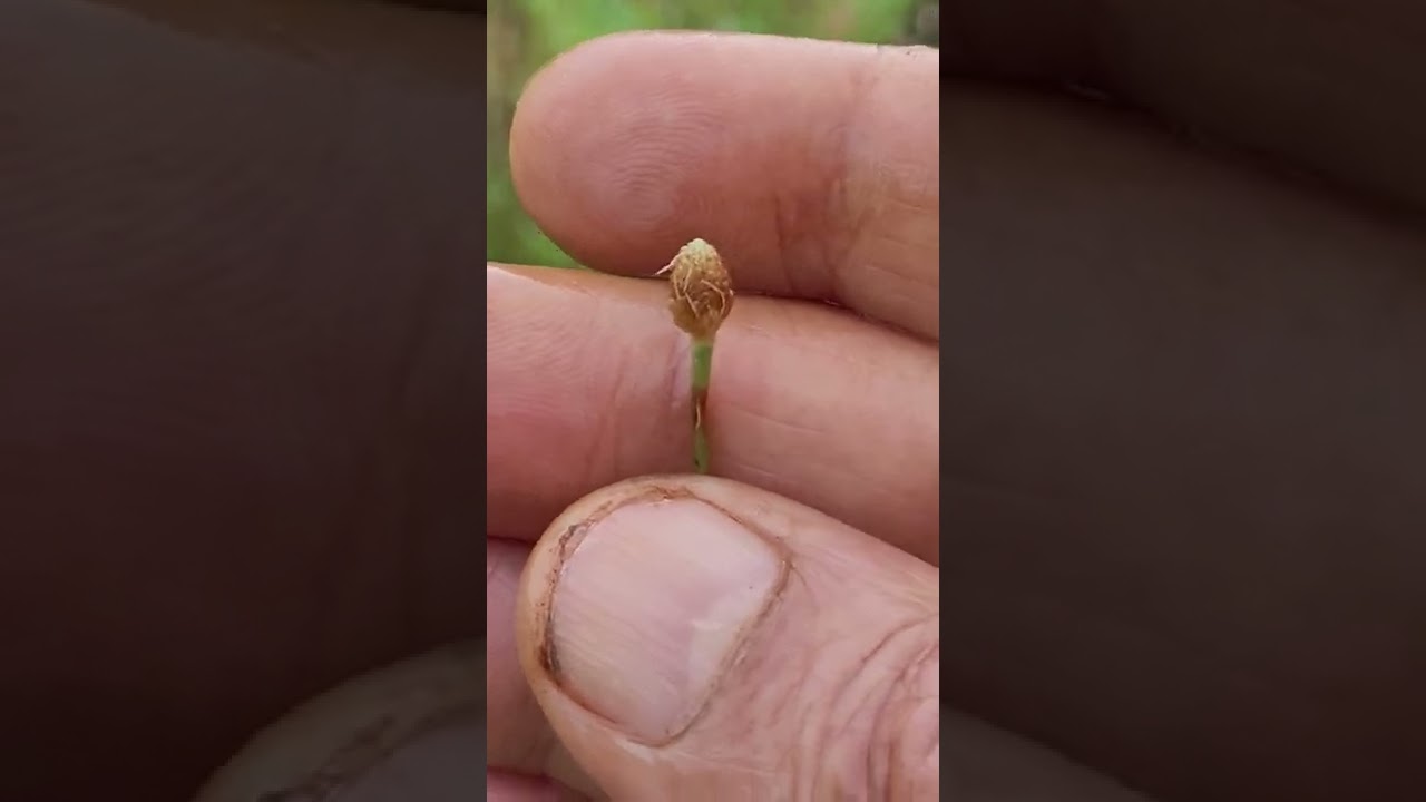 New Granite rock outcrop