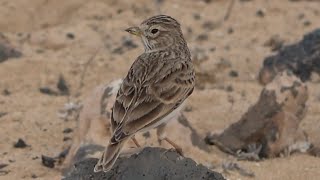 Mediterranean Short-toed Lark     Birds of Lanzarote