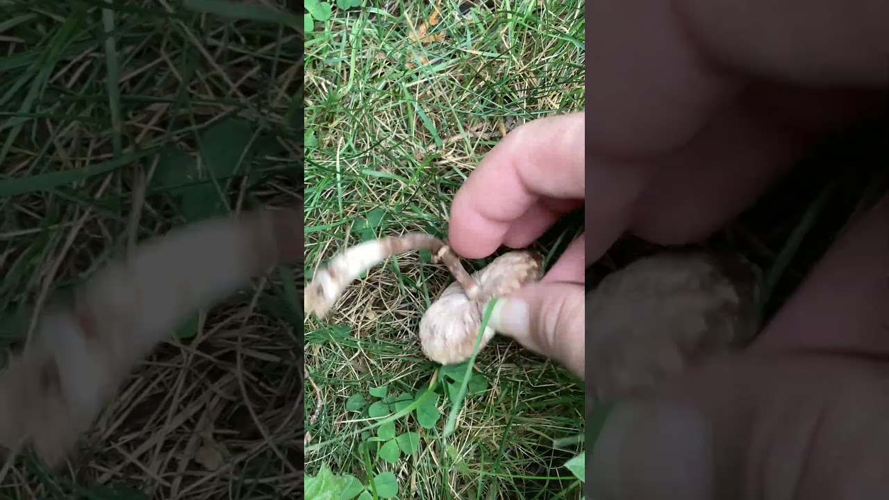 A VERY dry dapperling 