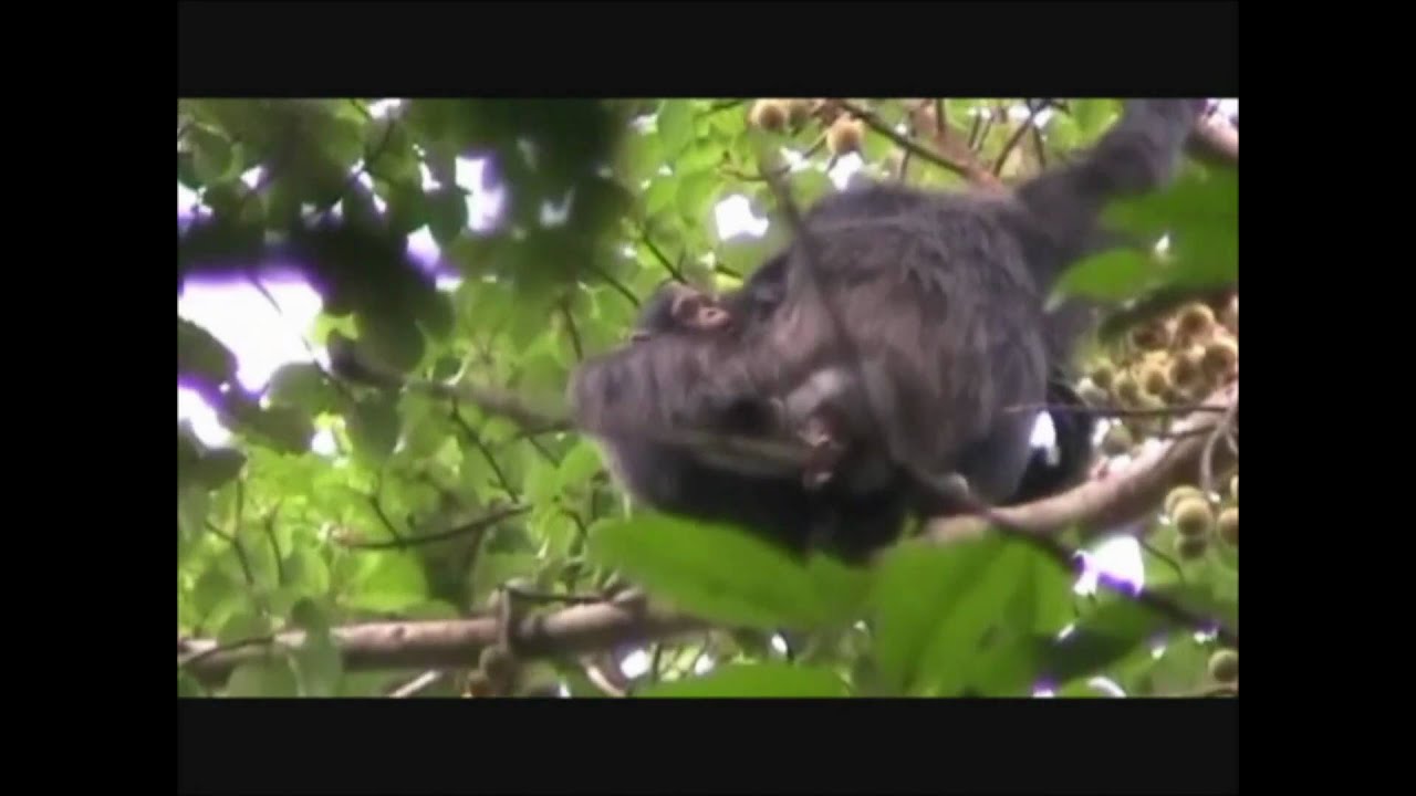 The Kasiisi Project - Disney Worldwide Conservation Fund Part 1.wmv