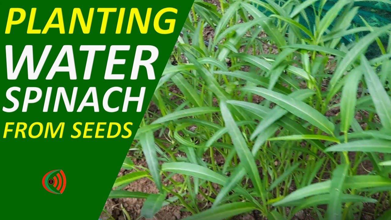 How to Plant Kangkong from Seeds; Cebucheapsite Gartenstil YouTube