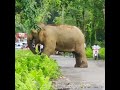 Elephant roaming on highway  dihing patkai