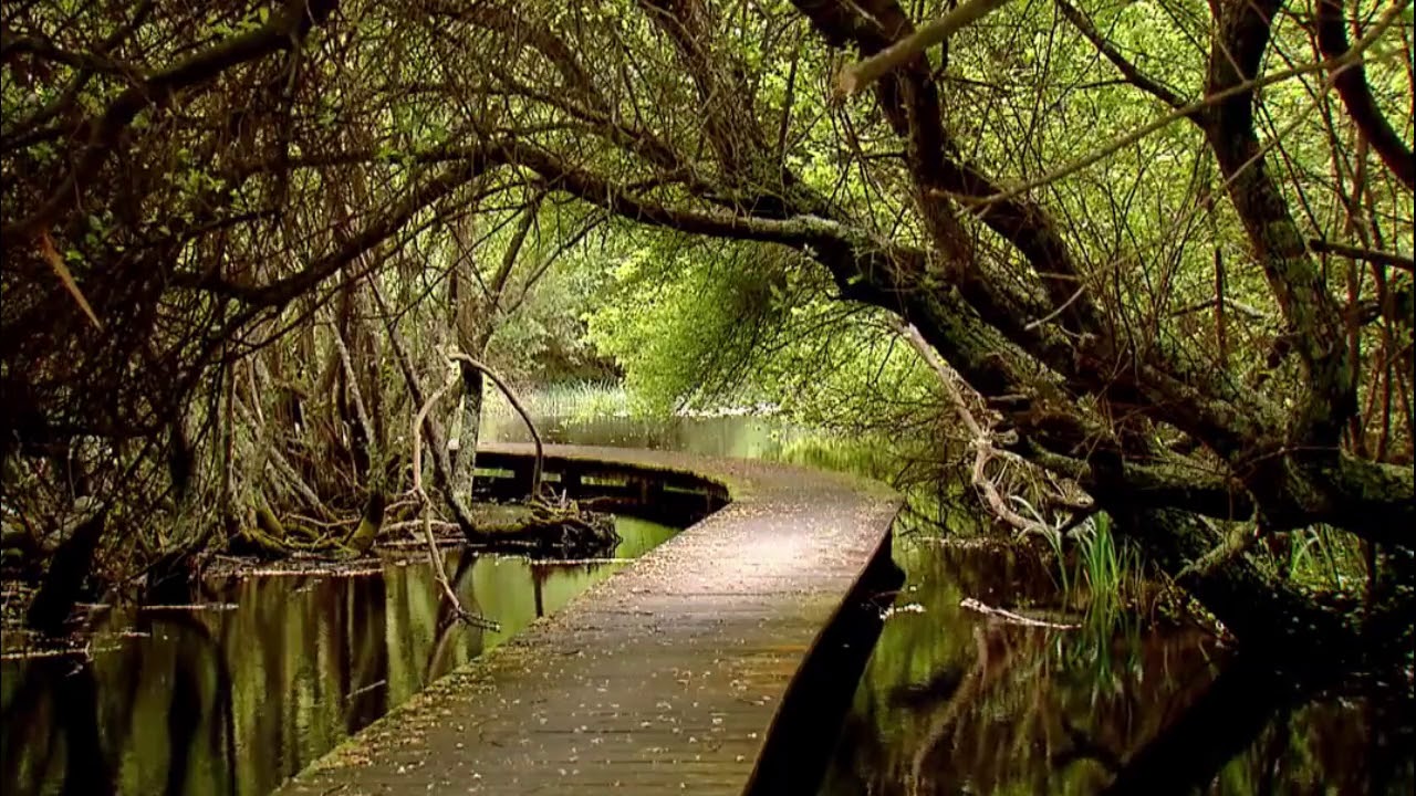 Ortigueira, ría, marisma y biodiversidad