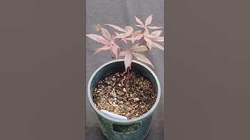 How Fast do Japanese Maple Trees Grow? | Growing from Seed