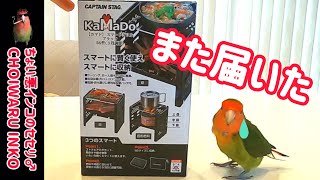 アウトドアグッズまた届いた【ちょい悪インコ】カマドスマートグリルB6型　CHOIWARU INKO