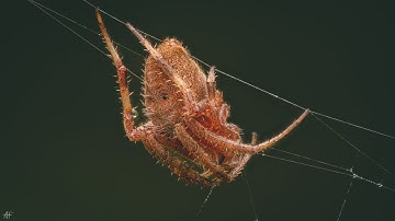 Spider Stacking Process