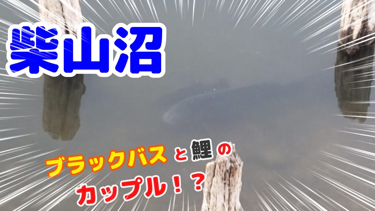ゴールデンウィーク中の柴山沼に立ち寄ったら 仲睦まじい鯉とブラックバスのカップルに遭遇しました Youtube