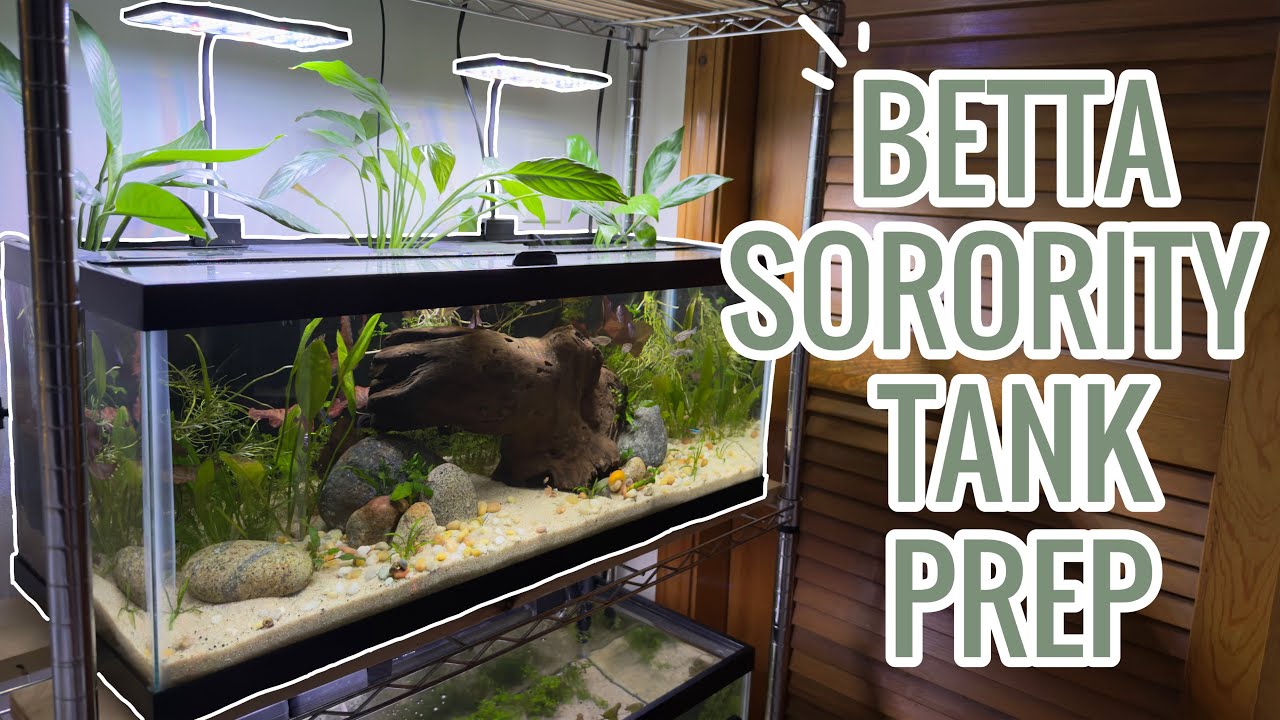 Custom Betta Fish Rack Transforming My Fish Rack for a Betta Sorority | 20 Gallon Setup + Prep ...