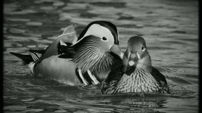 Seksi ozarbayjon 40 yoshda