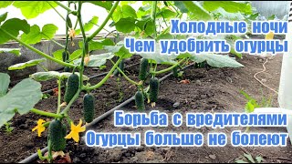 Огурцы больше не болеют, вредителей нет.