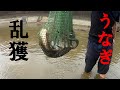 【驚愕】たった20分でウナギ○○匹捕獲！？How to catch Japanese eels？