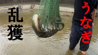 【驚愕】たった20分でウナギ○○匹捕獲！？How to catch Japanese eels？