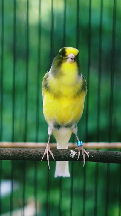 KENARI AF GACOR UNTUK MEMANCING BIRAHI LAWAN #bird #burungkicau #burung #birdsounds #masteran