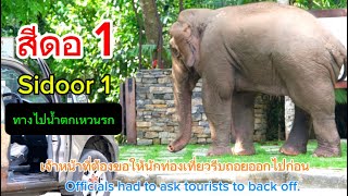 Ep.534 สีดอ 1 ยังใจดีพาเที่ยวน้ำตกเหวนรก#wildlife #เขาใหญ่ #ช้างป่า #elephant #nature#animals #ช้าง