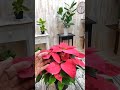 #ポインセチアの短日処理、#観葉植物のある暮らし、＃園芸植物