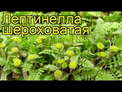 Видео: Leptinella Brass Buttons: посадка латунных пуговиц в саду