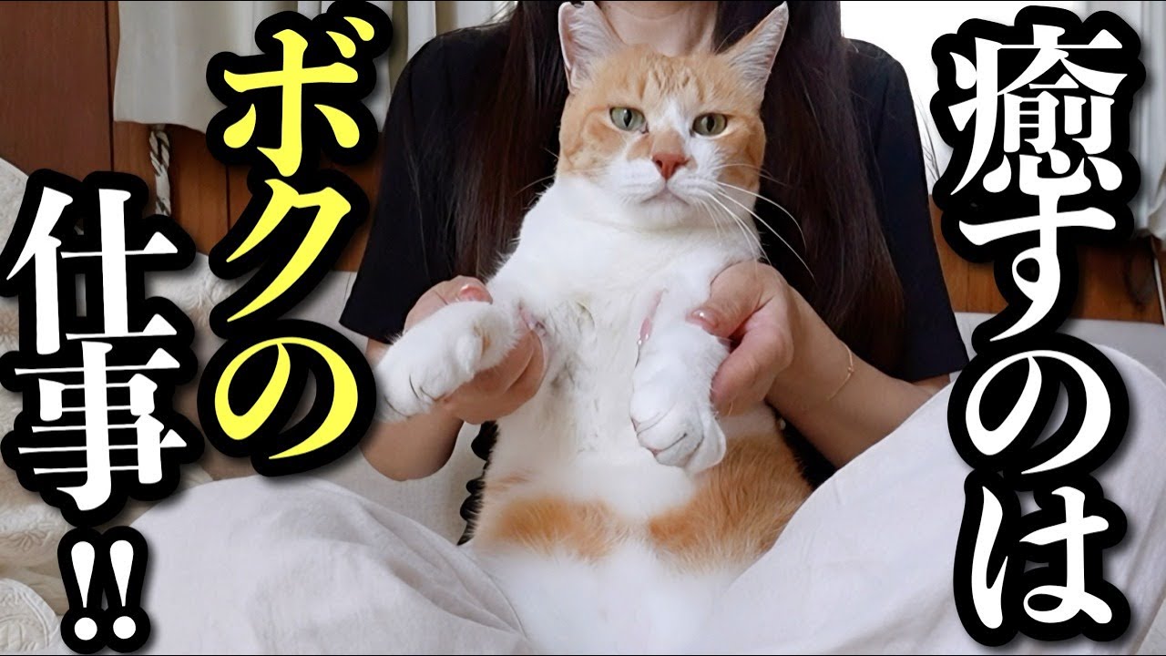 Летние Каникулы за Границей | Как Кошка и ○○ Спасают Загруженные Дни Домохозяйки