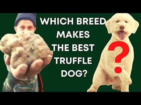 Video: Den bedste hunde racer til Truffel & Svampejagt
