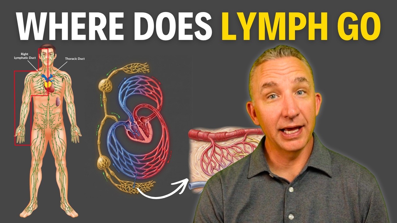 Lymphatic System Flow: How Lymph Fluid Returns to the Bloodstream - YouTube