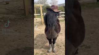 Funny Horse Tiktok 