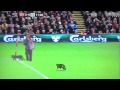 Beast of Stroud spotted at Anfield