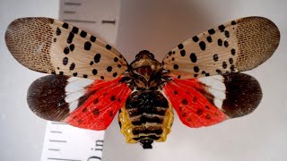 Spotted lanternfly found in northeast Ohio