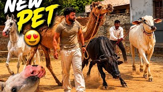 Finally New Pet Aa Raha Hai Pahalwan Farms Pr 🥳Ready To Welcome Something Big 🔥