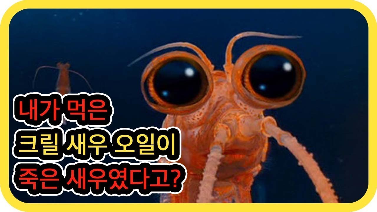내가 먹은 크릴새우 오일이 죽은 새우였다고?