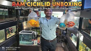 Unboxing Exotic Balloon Ram Cichlid Fish 🐟 | Golden, Electric Blue & German Rams | #ramcichlid 