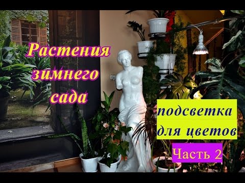 Растения в Зимнем саду. Подсветка для цветов.Часть 2.