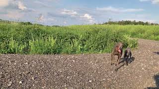 Italienische Windspiel - zucht , italian greyhound kennel by Avatar Pinc 665 views 10 months ago 1 minute, 9 seconds