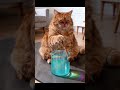 Spiritual Cat Guru #crystalsingingbowls #soundhealing #soundtherapy #cat #cats #energy #soundbath