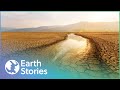 What Are The Signals Of An Extinction Event? | Earth's Survival | Earth Stories