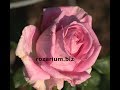 мульчирование розария, капельная лента, роза аква, питомник роз полины козловой, rozarium.biz