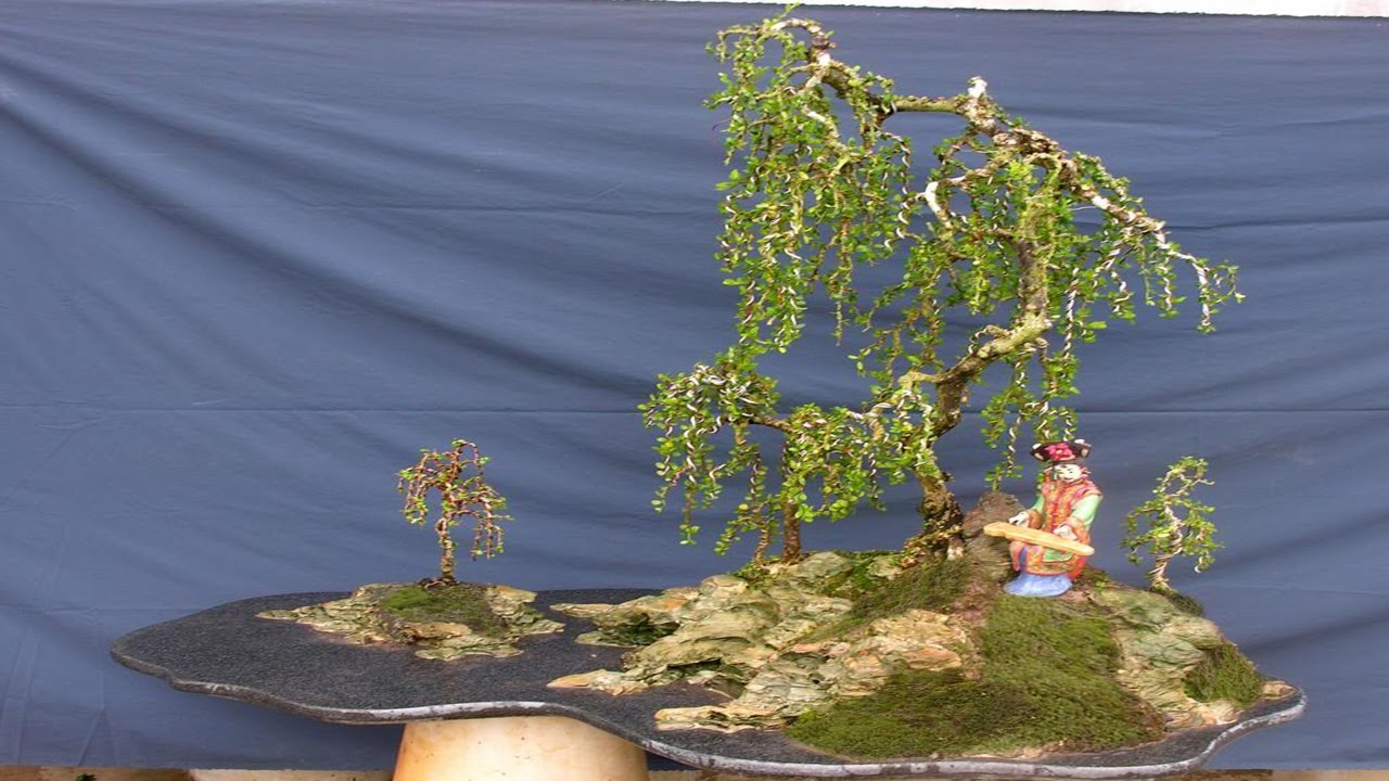 Bonsai Việt Tổng hợp thế liễu rũ đẹp YouTube