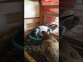 خربوش عجبو العش الجديد هههههههههههه